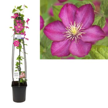 Clematis ville de lyon