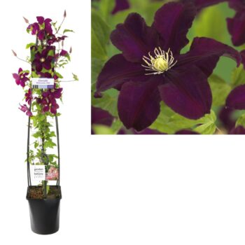 Clematis warszawska nike