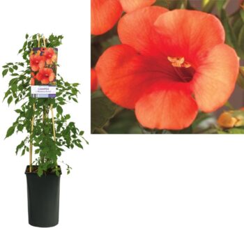 Campsis t. madame galen