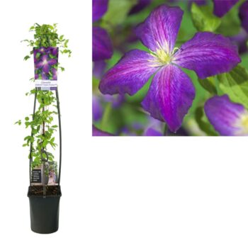 Clematis So Many® Purple Flowers