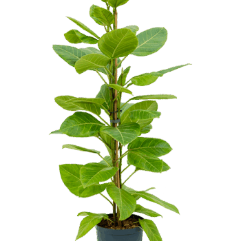 Ficus altissima 'Yellow Gem' 2pp