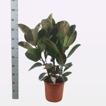 Ficus elastica 'Robusta' toef 95cm toef