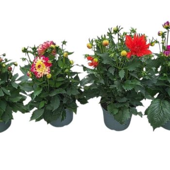 Dahlia Labella 'Maggoire' in soorten