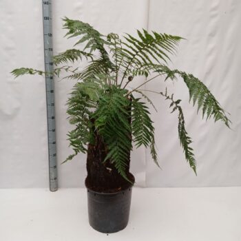 Dicksonia Antarctica