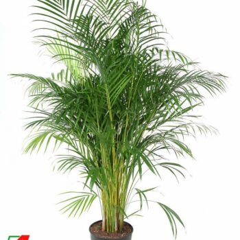 Dypsis Lutescens
