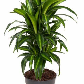 Dracaena Hawaiian Sunshine
