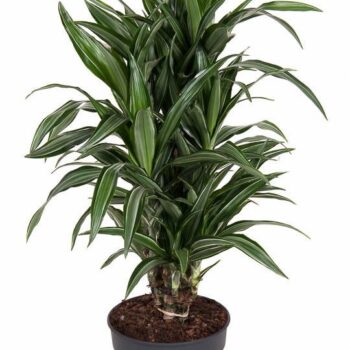 Dracaena Ulises