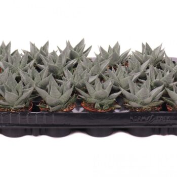 Haworthia savanna