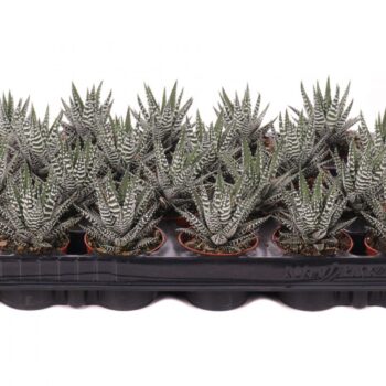 Haworthia big band