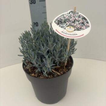 Andromeda polifolia 'Blue Lagoon'