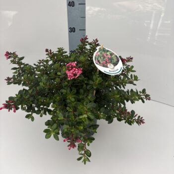 Escallonia 'Red Dream