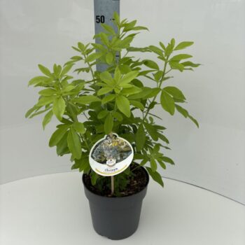 Choisya ternata Lich