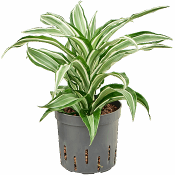 Dracaena fragrans 'Kanzi' Head