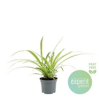 Chlorophytum Com. Variegatum