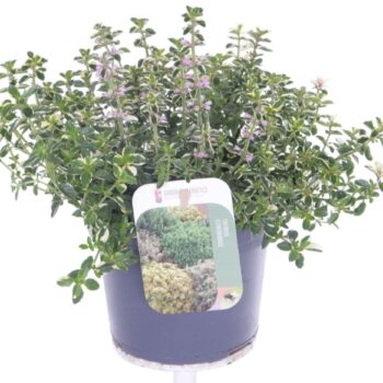 Thymus pulegoides Foxley