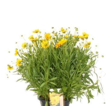 Coreopsis grand. Early Sunrise