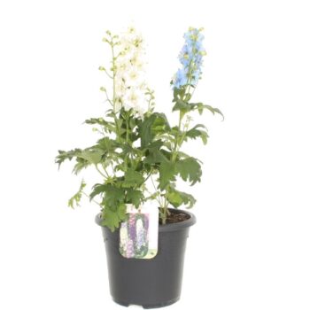 Delphinium Magic Fountains