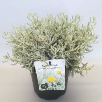 Santolina chamaecyparissus C2