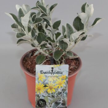 Brachyglottis 'Sunshine' C2