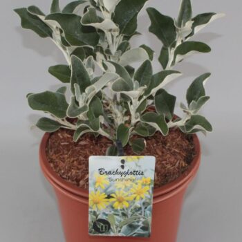 Brachyglottis 'Sunshine' C5