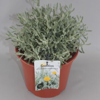 Santolina chamaecyparissus C5