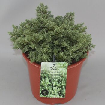 Hebe pinguifolia 'Sutherlandii' C5