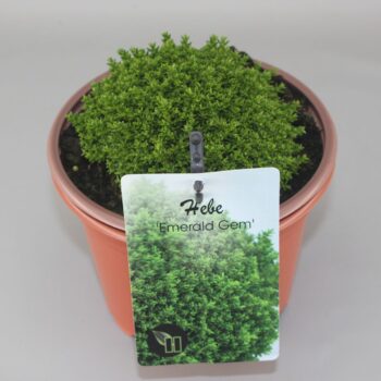 Hebe 'Emerald Gem' C2