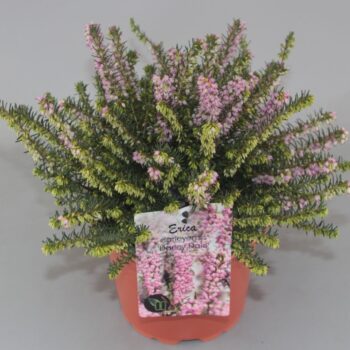 Erica darleyensis 'Darley Dale' C2