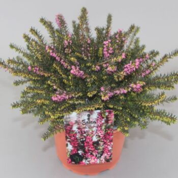 Erica darleyensis 'Kramer's Rote' C2