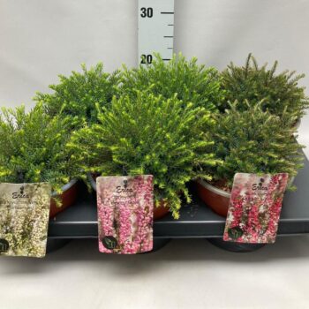 Erica Darleyensis 'Mix' C2 Tray