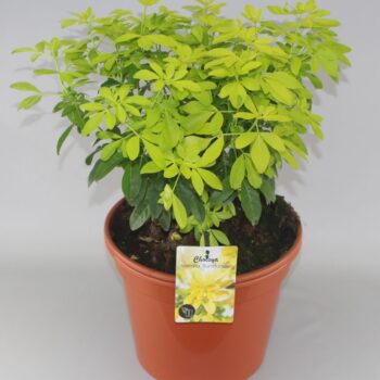 Choisya ternata Sundance C10