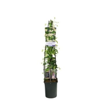 Trachelospermum jasminoides