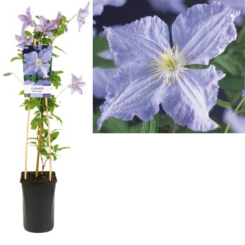 Clematis blue angel