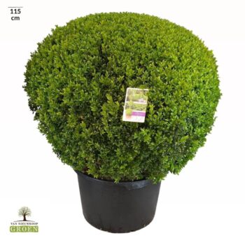 Buxus sempervirens Bol 100