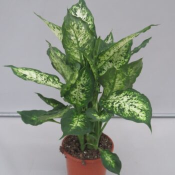 Dieffenbachia Cynthes