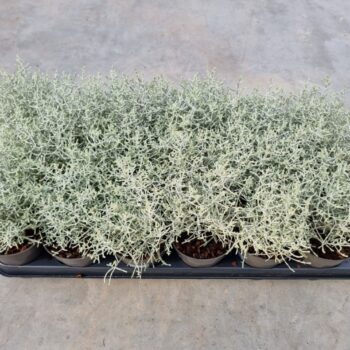 Calocephalus brownii