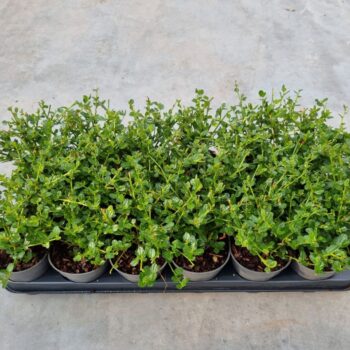 Ceanothus imp. Victoria