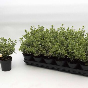 Euonymus fort. Emerald Gaity