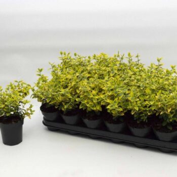 Euonymus fort. Emerald n Gold