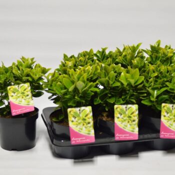 Euonymus jap. Aureomarginatus