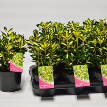 Euonymus jap. Gold Queen