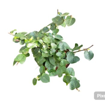 Hedera hib. Arbori Compact
