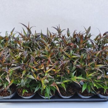 Strobilanthes ani. Brunetthy