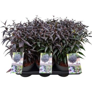 Strobilanthes ani. Brunetthy