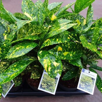 Aucuba jap. Crotonifolia