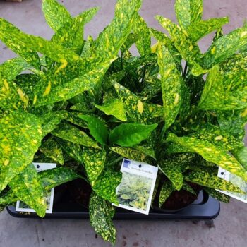 Aucuba jap. Golden King