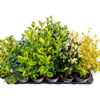 Euonymus gemengd