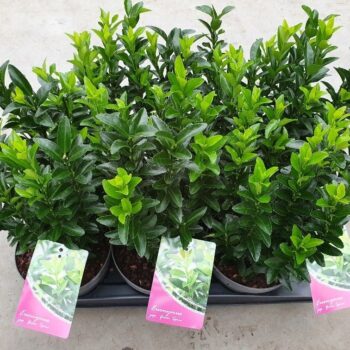 Euonymus jap. Green Spire