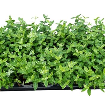 Euonymus fort Harlequin