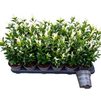 Euonymus jap. Paloma Blanca